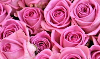 粉红色代表什么（粉红色代表什么心情）