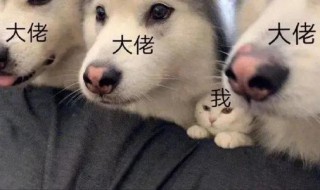 沙雕又可爱的王者荣耀文案 关于王者荣耀的沙雕文案