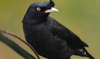 八哥会说话吗?（野生八哥会说话吗?）