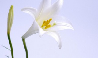 百合花适合室内养吗（百合花适合在室内养吗）