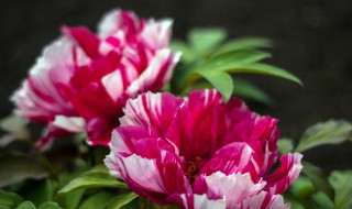 家里最旺财的十种花（家里最旺财的十种花(收藏）