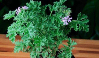 八种适合放室内的驱蚊植物 八种适合放室内的驱蚊植物有哪些