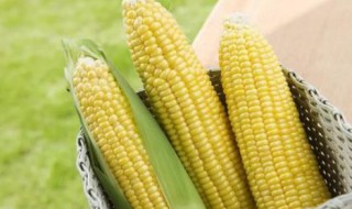 种玉米时间及方法 玉米的栽种和收获时间