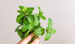 薄荷可以水培种植吗 薄荷可以水培种植吗视频
