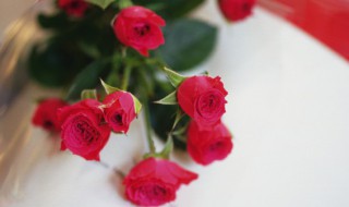 玫瑰花花苞下垂怎么办（玫瑰花花苞下垂怎么办呢）