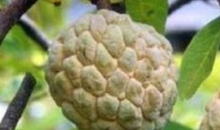 释迦果好种植吗（释迦果的种植前景如何）