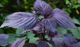 紫苏种子怎么种植方法（紫苏种子怎么种植方法视频）