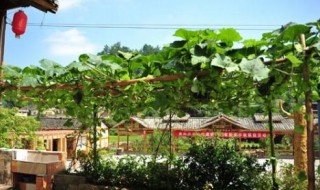 屋后不能种什么树（屋后不能种什么树、可以种桂花树吗?）