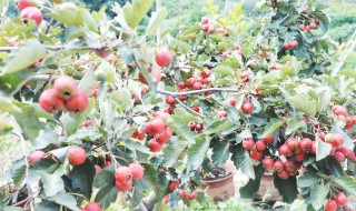 山楂树的栽培与管理技术 山楂树的栽培与管理技术视频