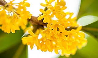 桂花树移栽方法和注意事项（桂花树移栽方法和注意事项图片）