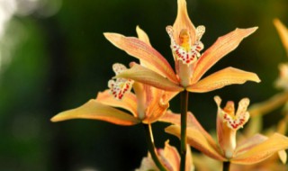 虎头兰花种植注意事项（虎头兰花怎么养殖方法和注意事项）