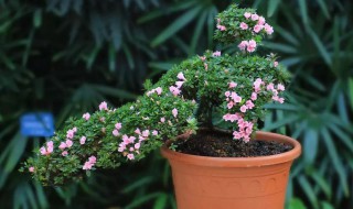 种植杜鹃花的小妙招 种植杜鹃花的小妙招视频