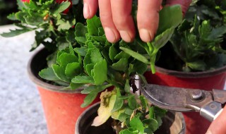 给花施肥的正确方法（给花施肥的正确方法视频）