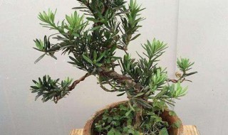 罗汉松浇水的正确方法（罗汉松怎样浇水）
