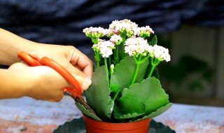 黑发丝植物怎么养 黑发丝植物怎么养叶面能喷啤酒吗