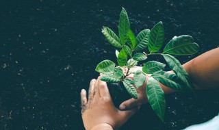 植物对环境的作用（植物对环境的作用教案）