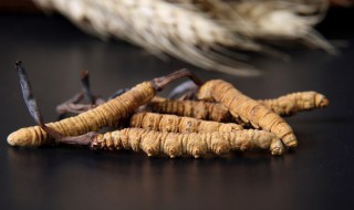 虫草如何清洗 虫草如何清洗和保存方法