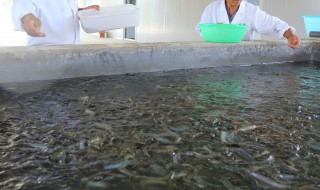 室内泥鳅养殖（室内泥鳅养殖需要阳光吗）