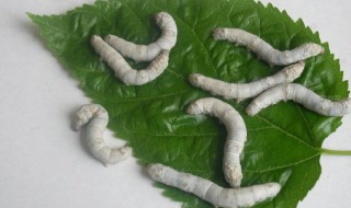蚕卵是什么样的（蚕卵是什么样的形状）