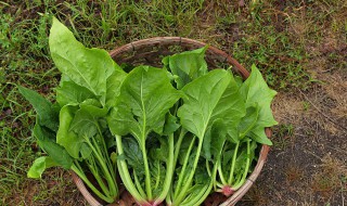 菠菜和豆腐为什么不能一起吃（菠菜和豆腐为什么不能一起吃化学）