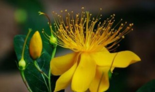 6月份开的花有哪些 六月份开的花有哪些