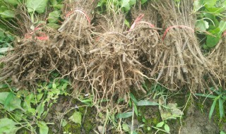何首乌的种植方法 何首乌的种植方法视频