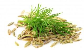 小茴香种子的种植方法（小茴香种子的种植方法图片）