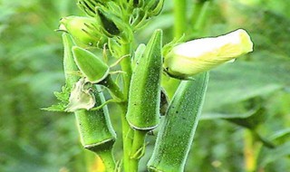 秋葵籽怎么种植方法（秋葵籽怎么种植方法图解）