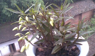 铁皮石斛种植方法盆栽（铁皮石斛种植方法盆栽图片）
