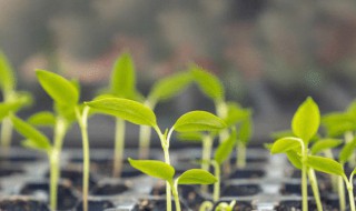 种子种植方法 芍药种子种植方法