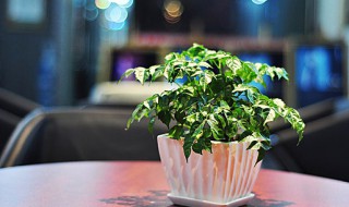 幸福树的种植方法 幸福树的种植方法及养护