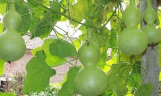 葫芦盆栽种植方法 葫芦盆栽种植方法图解