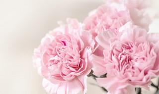 送母亲鲜花送什么花 送母亲鲜花送什么花生日