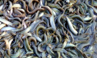 求泥鳅养殖技术 求泥鳅养殖技术的网站