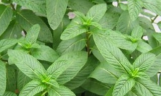 防蚊花卉有哪几种（防蚊花卉有哪几种品种）
