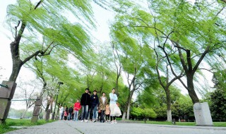 梦见大风是什么意思