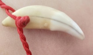 带狗牙有什么禁忌 什么情况不能带狗牙