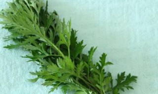 艾草可以挂门里吗（艾草可以挂在门里吗）