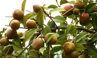 油茶是什么（油茶是什么东西）