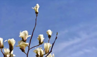 玉兰什么时候开 玉兰什么时候开放季节