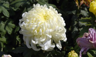 菊花的基本介绍（菊花的具体介绍）