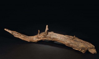 沉香木的介绍（沉香木介绍 功效）