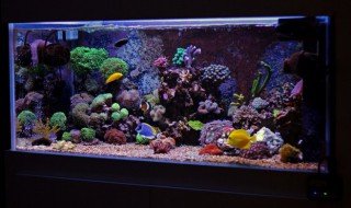 鼠鱼的鱼缸摆放位置（属鼠的鱼缸摆放位置）