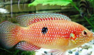 宝石鱼的品种介绍 红宝石鱼品种