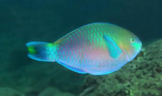 鹦哥鱼的品种介绍（鹦哥鱼图片大全大图）