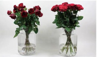 鲜花保鲜剂介绍（鲜花保鲜剂介绍词）