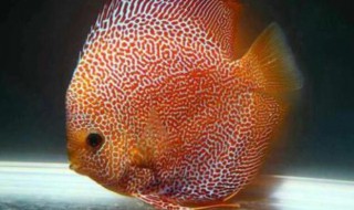 七彩神仙鱼的品种 七彩神仙鱼的品种及名称