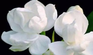 茉莉花驱蚊子吗 茉莉花可以驱蚊子