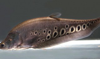 七星刀鱼的鱼缸摆放位置 七星刀鱼要多大鱼缸