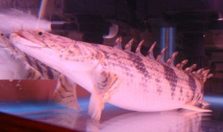 恐龙鱼的鱼缸摆放位置 恐龙鱼的鱼缸摆放位置图片